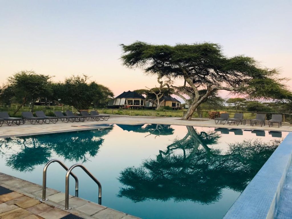 Masek Tented Lodge: Swimming pool at dusk with loungers, acacias and main building beyond